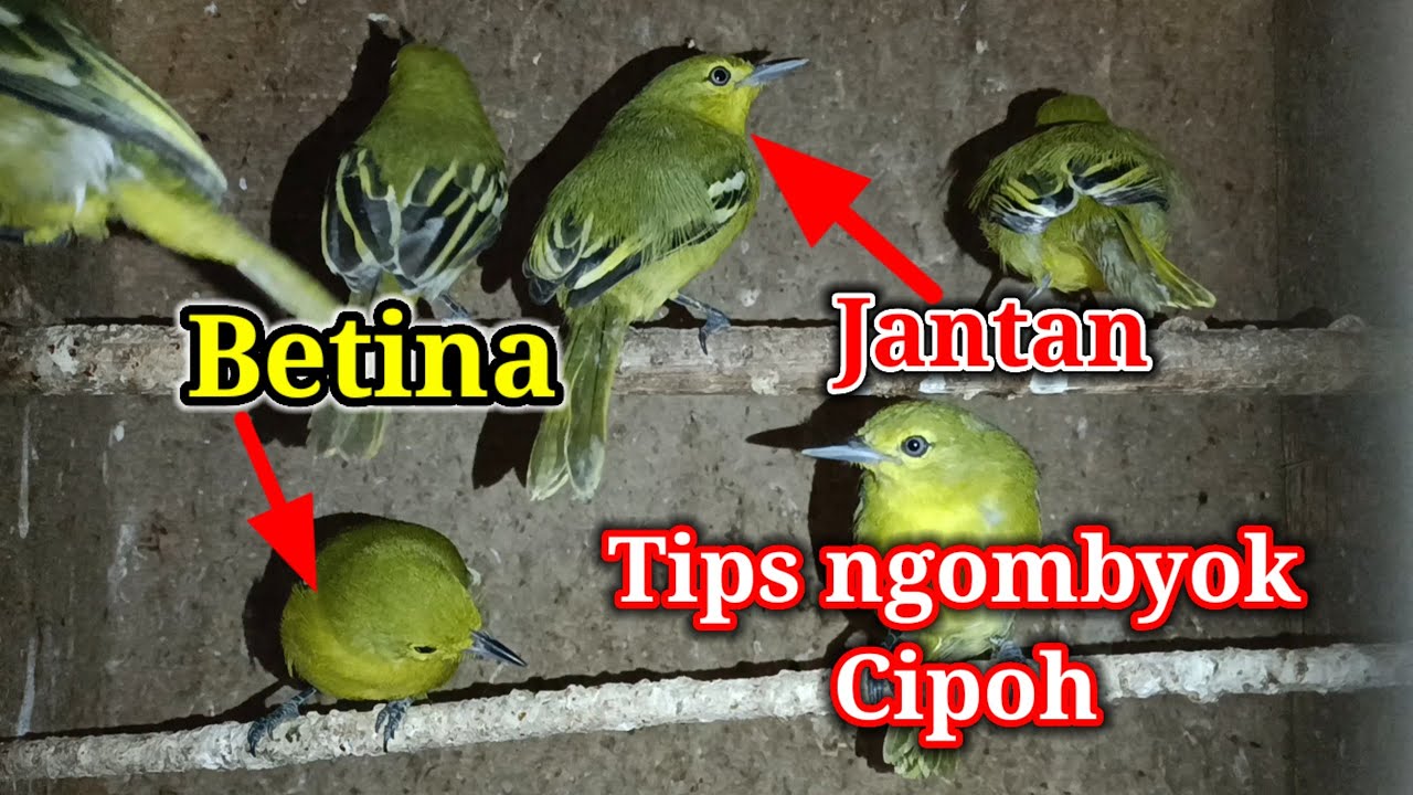 Cara ngombyok sirtu/cipoh ombyokan ||membedakan cipoh jantan dan betina