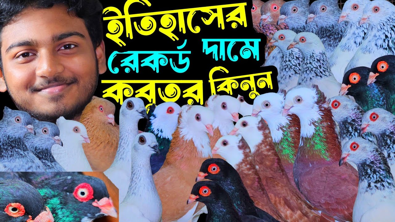 ইতিহাসের রেকর্ড দামে গররা,কালদম,পাল্লা করা হাইফ্লায়ার গিরিবাজ কবুতর কিনুন | বাকবাকুম পায়রা | Pigeon 