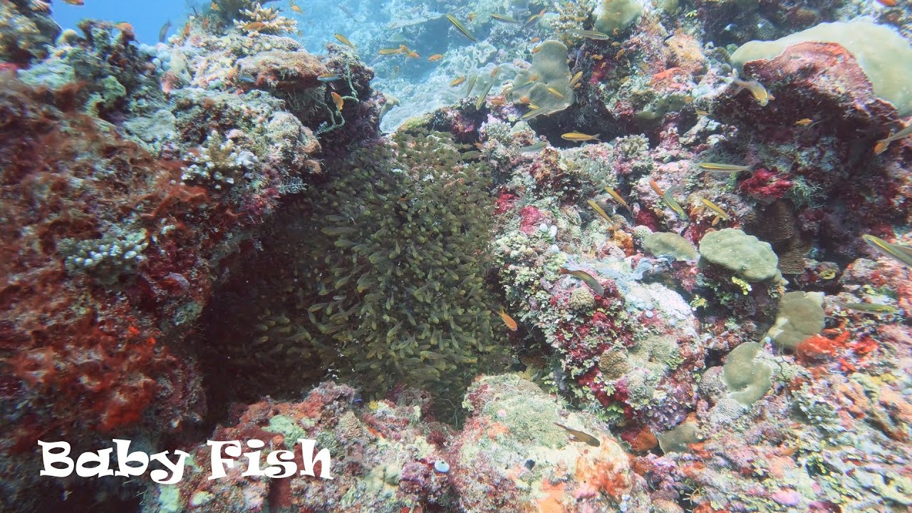 Bodu Gau, South Ari Atoll Maldives