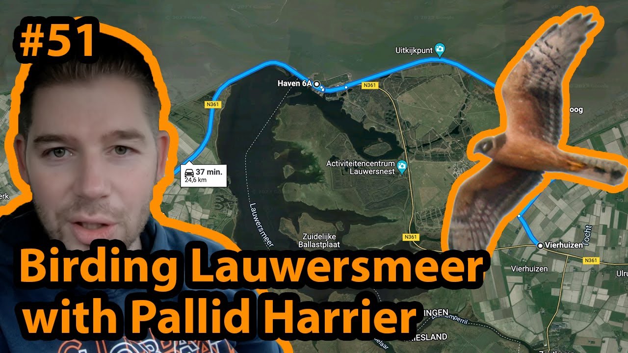 #51 (English) Short round of birding in the Lauwersmeer with main target the Pallid Harrier