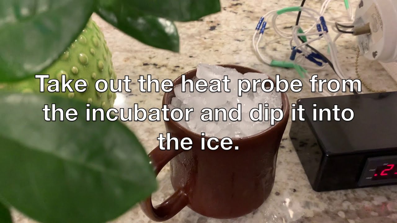 How To Calibrate Your STC 1000