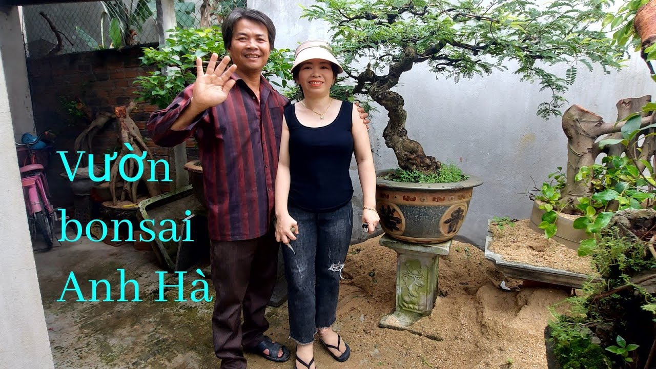 Duối khủng, Lộc Vừng, Me, Vườn bonsai Anh Hà, Tuy Phước, Bình Định, giao lưu: 0354712769
