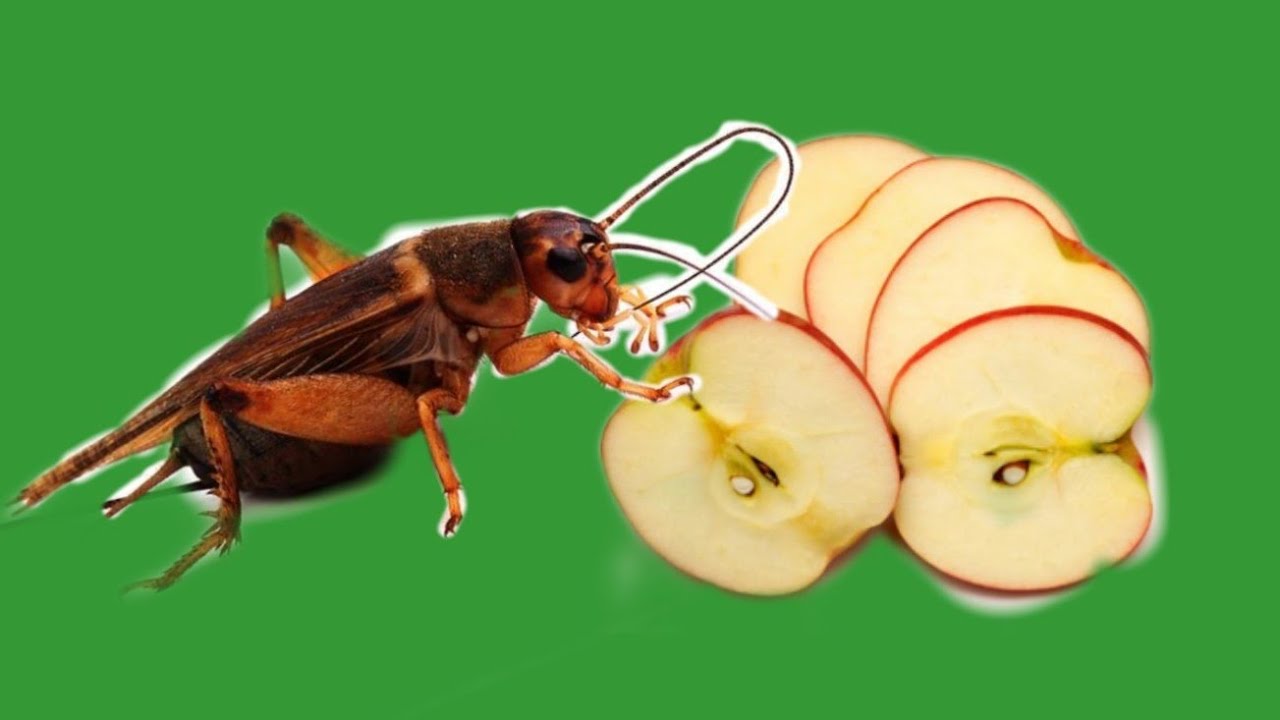 ELESÉGÁLLAT TARTÁS! (TÜCSÖK)