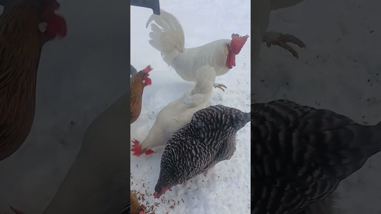 Chickens finally came out the run and walked in the snow
