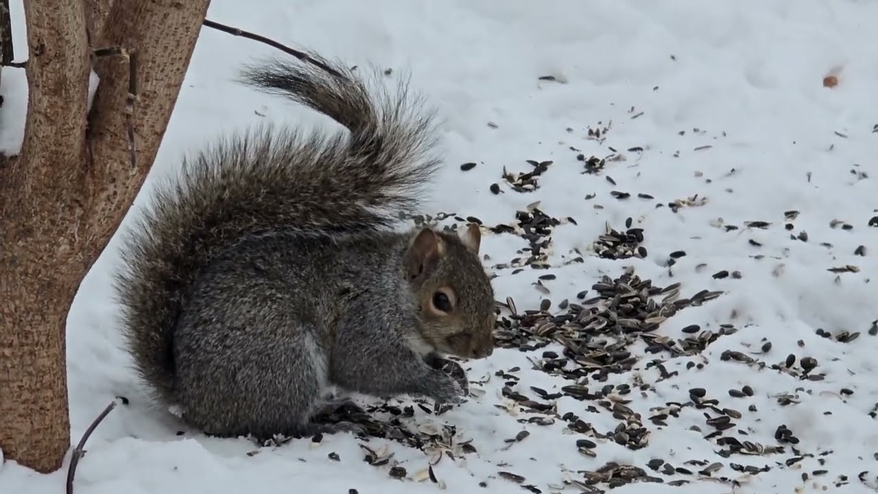 SquirreloVision! Snowy squirrels from more temperate times.  So nice and calm... STITCH!