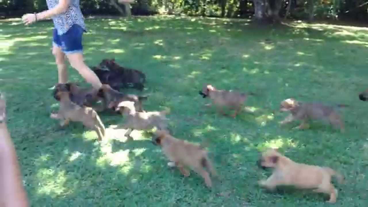 15 Irish Wolfhound puppies mob owner!