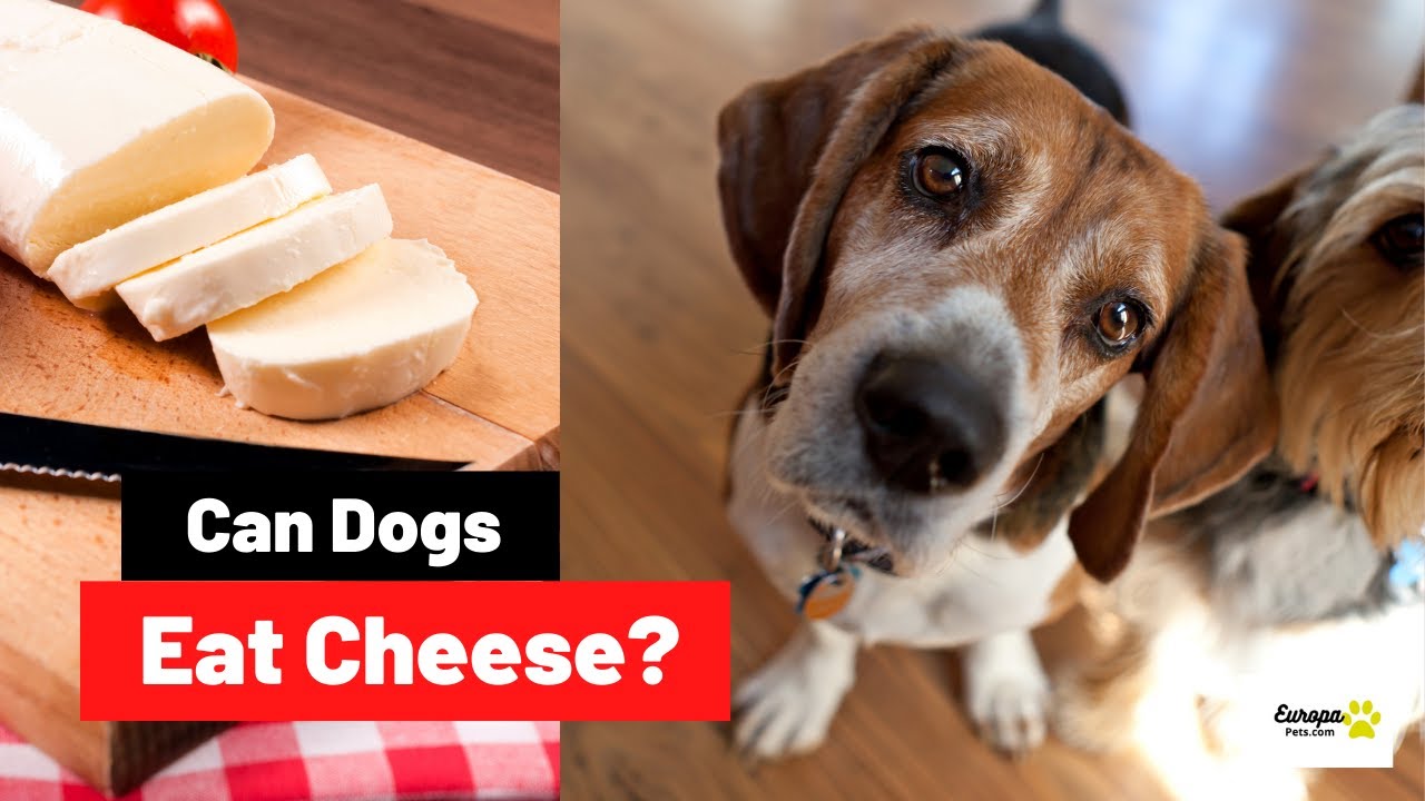Can Dogs Eat Cheese? All You Need to Know!