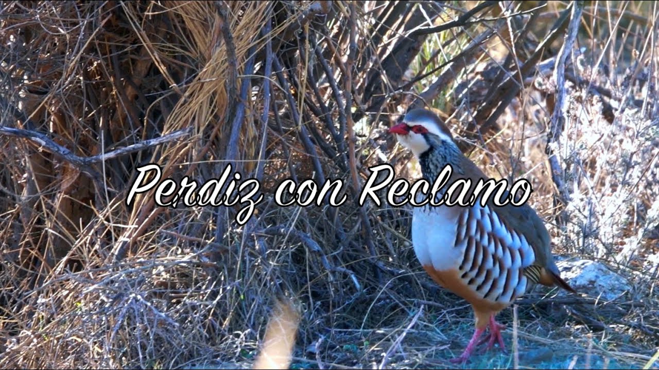 Perdiz con Reclamo - Prueba a un segundo sin cazar -