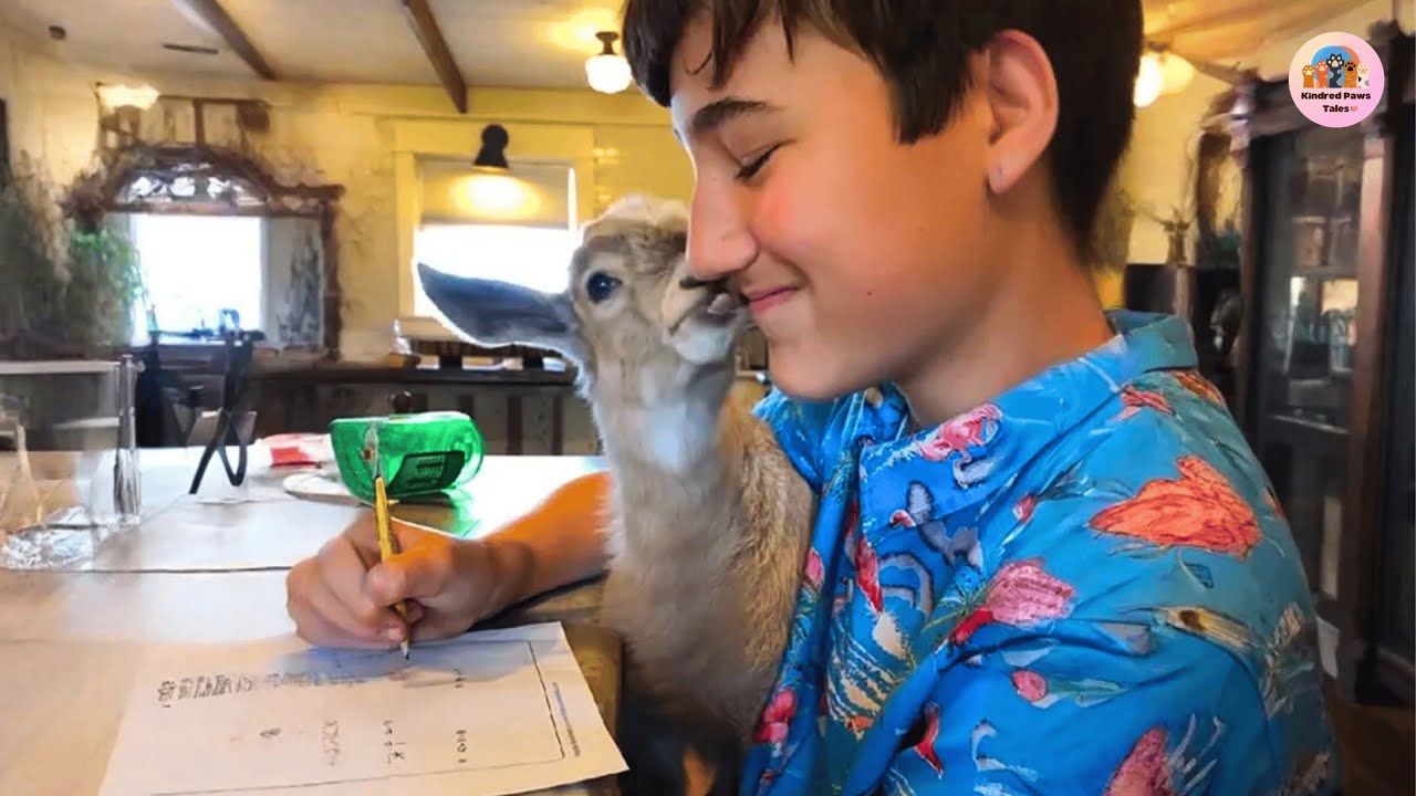 Everyone Cheers as Butterbean the Goat Stands for the First Time