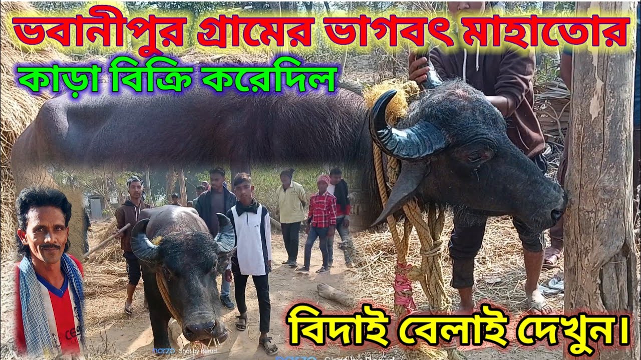 ভবানীপুর গ্রামের ভাগবৎ মাহাতোর কাড়া বিক্রি করে দিল। বিদাই বেলাহ।