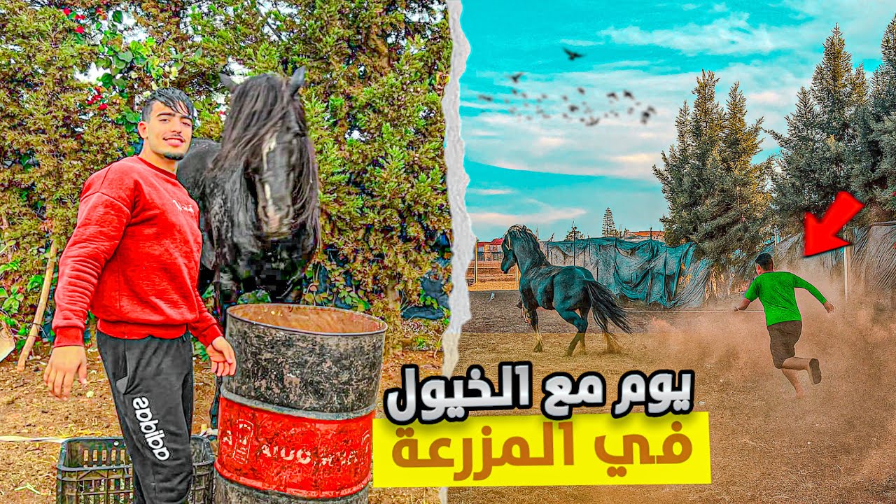 يوم جديد🌞 🐴 “ضحك، مغامرات، وذكريات لا تُنسى بين أحبابي والخيول ❤️