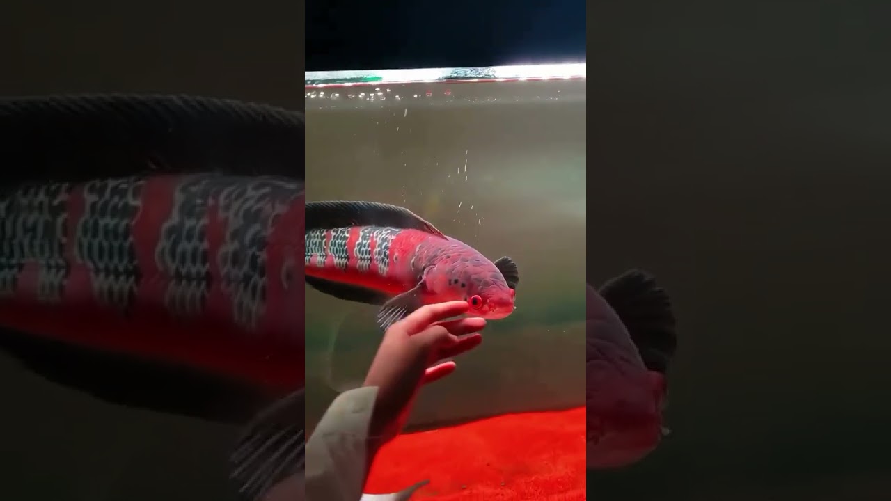 I have never seen a Channa this Red😱😱😱!! #Channa #snakehead #arapaima