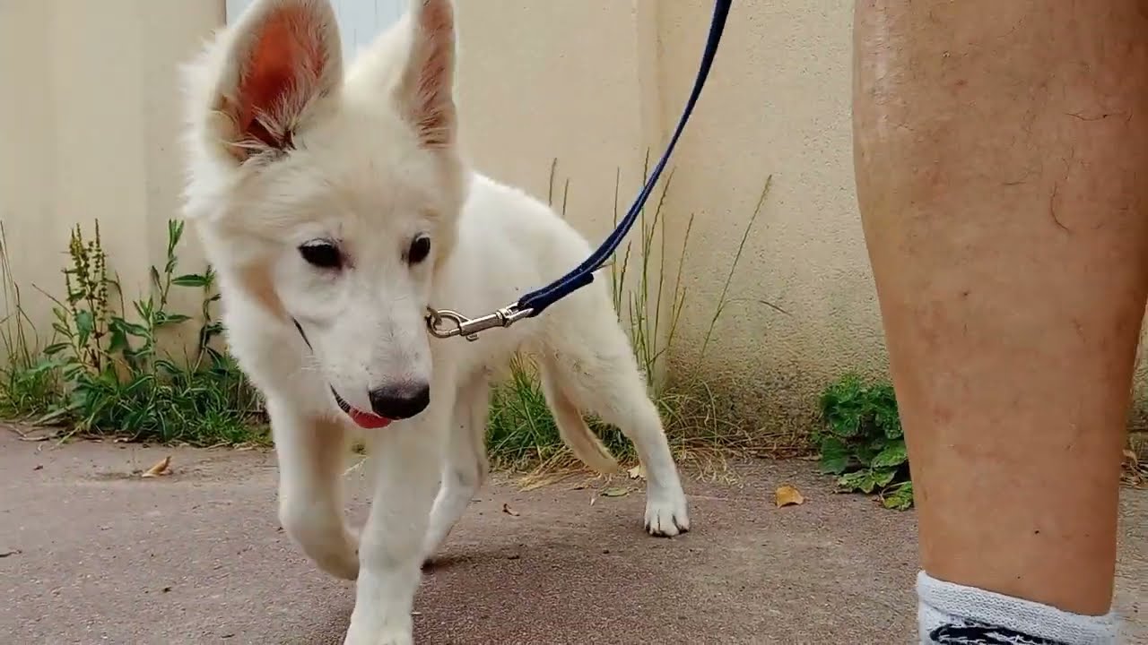 éducation et conditionnement' berger blanc suisse F Urka