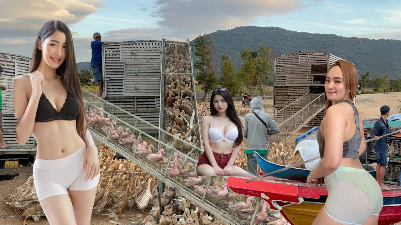 A farm with 20,000 ducks transported to the fields by truck: the secret to profitable duck farming.