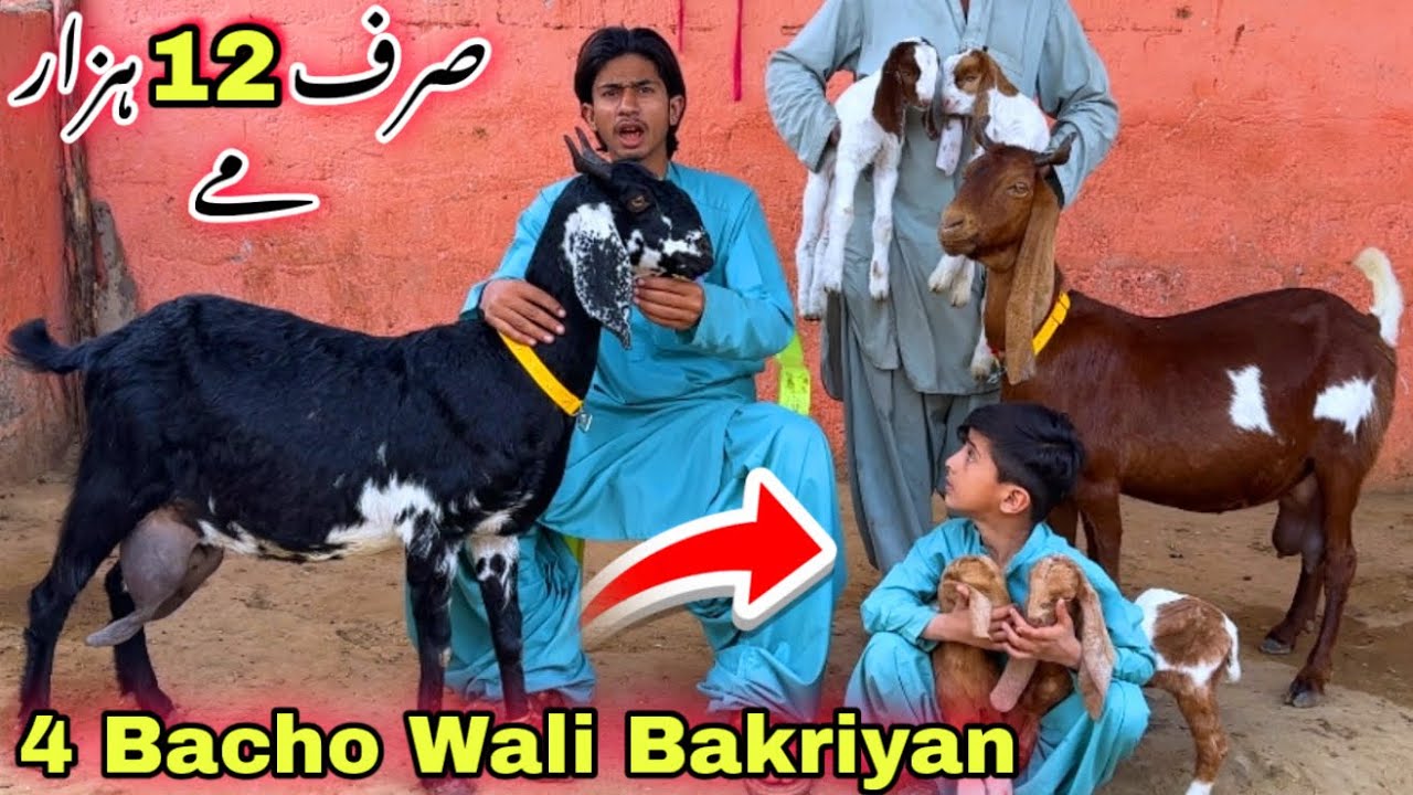 4 Bacho Wali Bakriyan 🚨 | Sindhi Hotel Bakra Mandi Se Bhe Sasti ❤️ | Goat Farming | Amir Goat Farm 