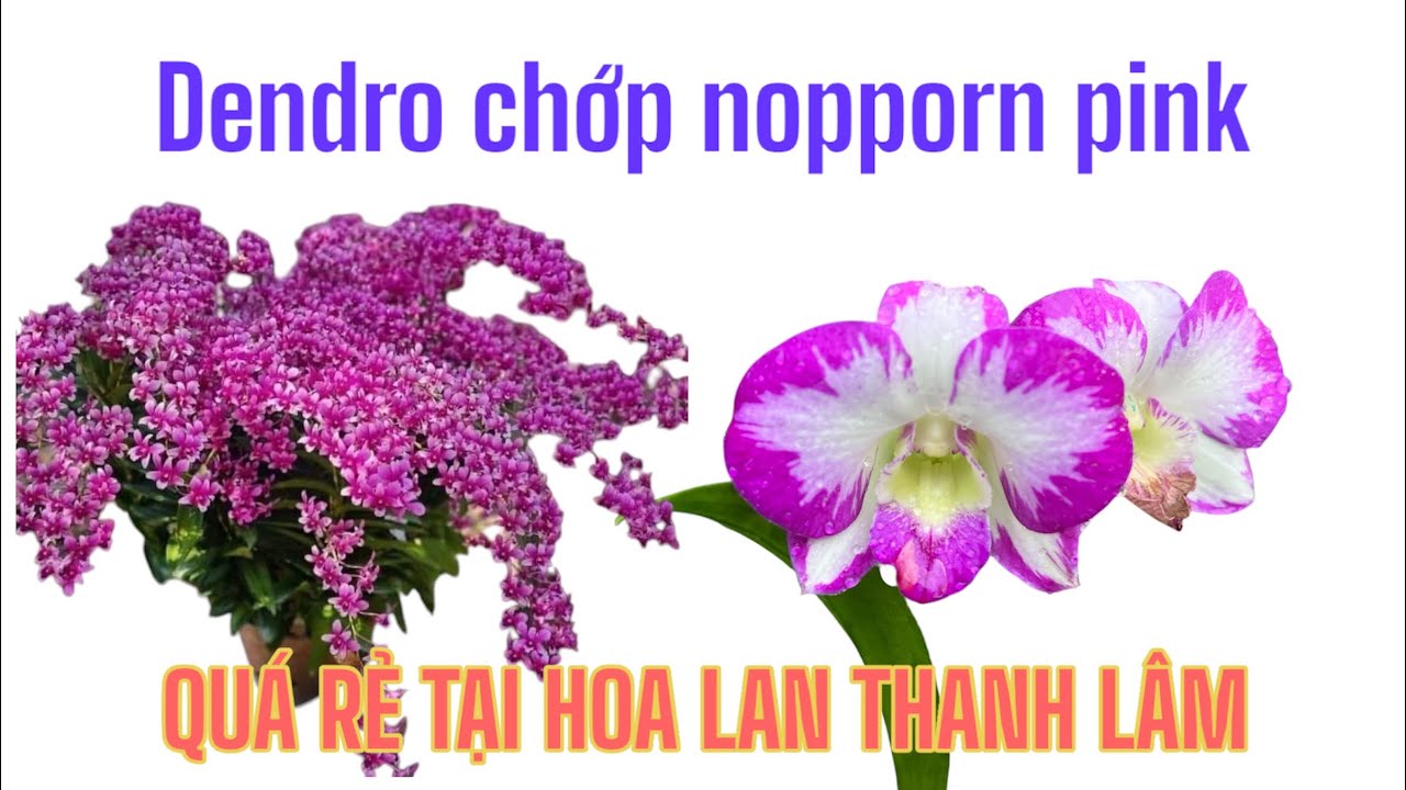 HOA LAN THANH LÂM Xuất Dendro chớp nopporn pink, nắng thái giá rẻ