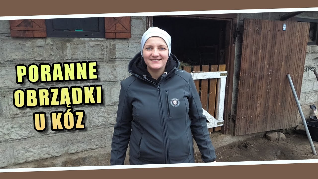 Poranne obrządki u kóz 🐐