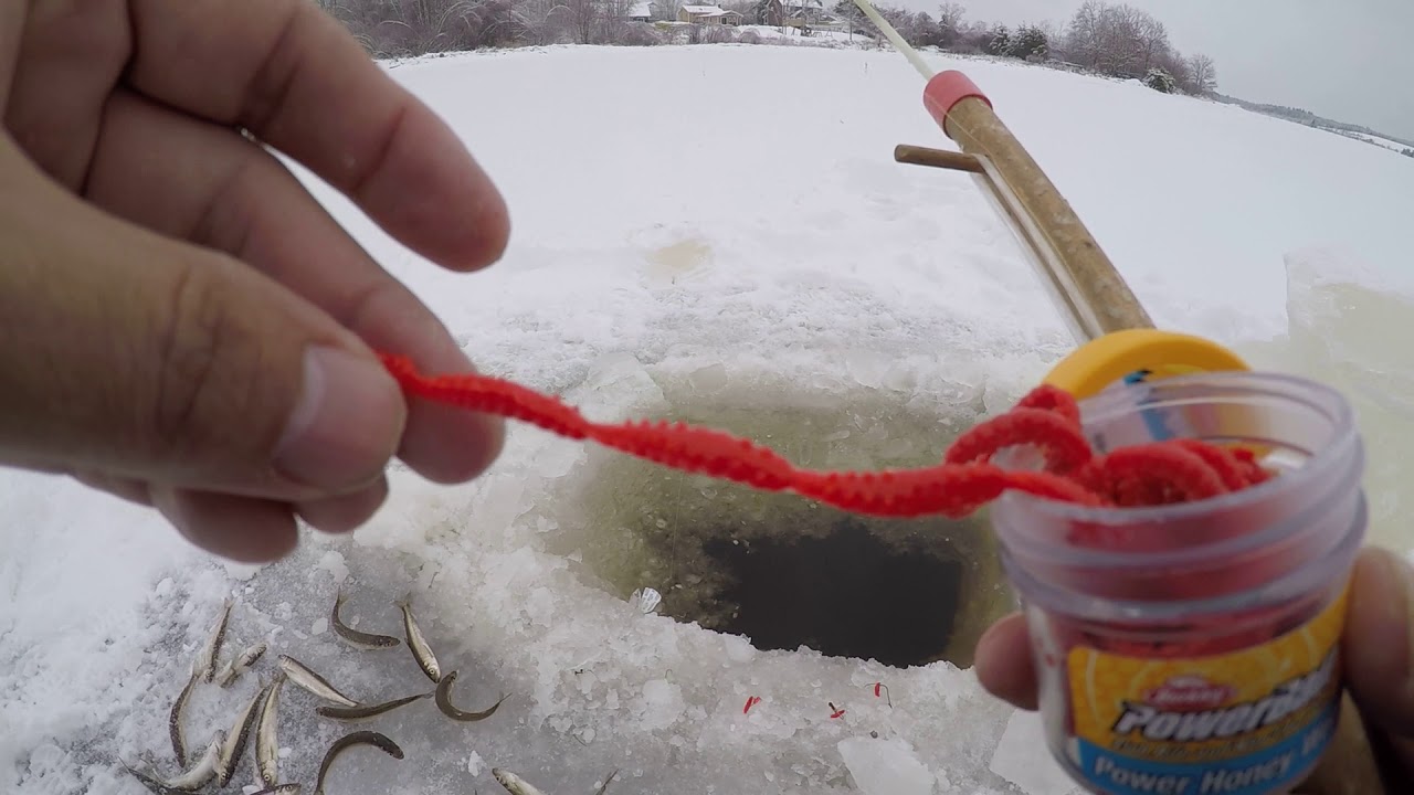 ice fishing smelt with my new bait.  jan 20 2018