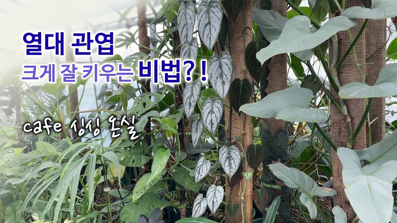 열대관엽 잘 키우는 비법? 딱 하나죠! (희귀식물온실)