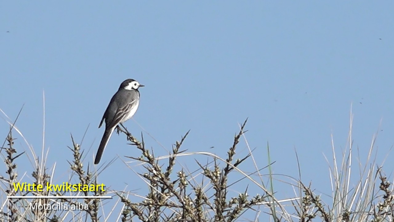 Markerwadden april 2025