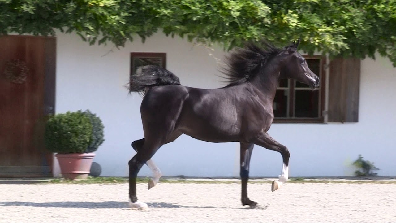 MARNICA Arabian horse mare by Sax Arabians Germany