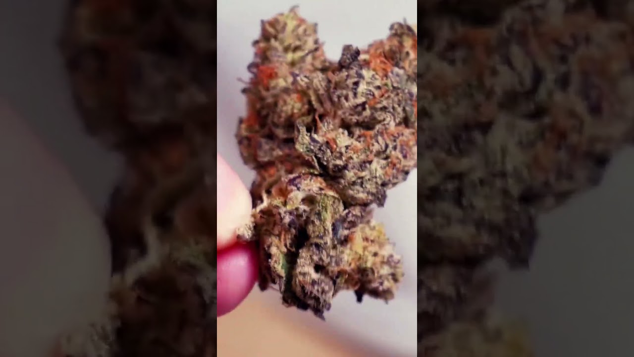 Alien weed? 👾 Goldleaf&rsquo;s White Truffle with a very interesting appearance! #goldleaf #shorts