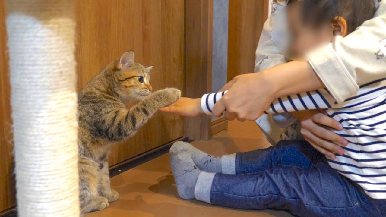 子猫が姪っ子に初めてタッチしました！