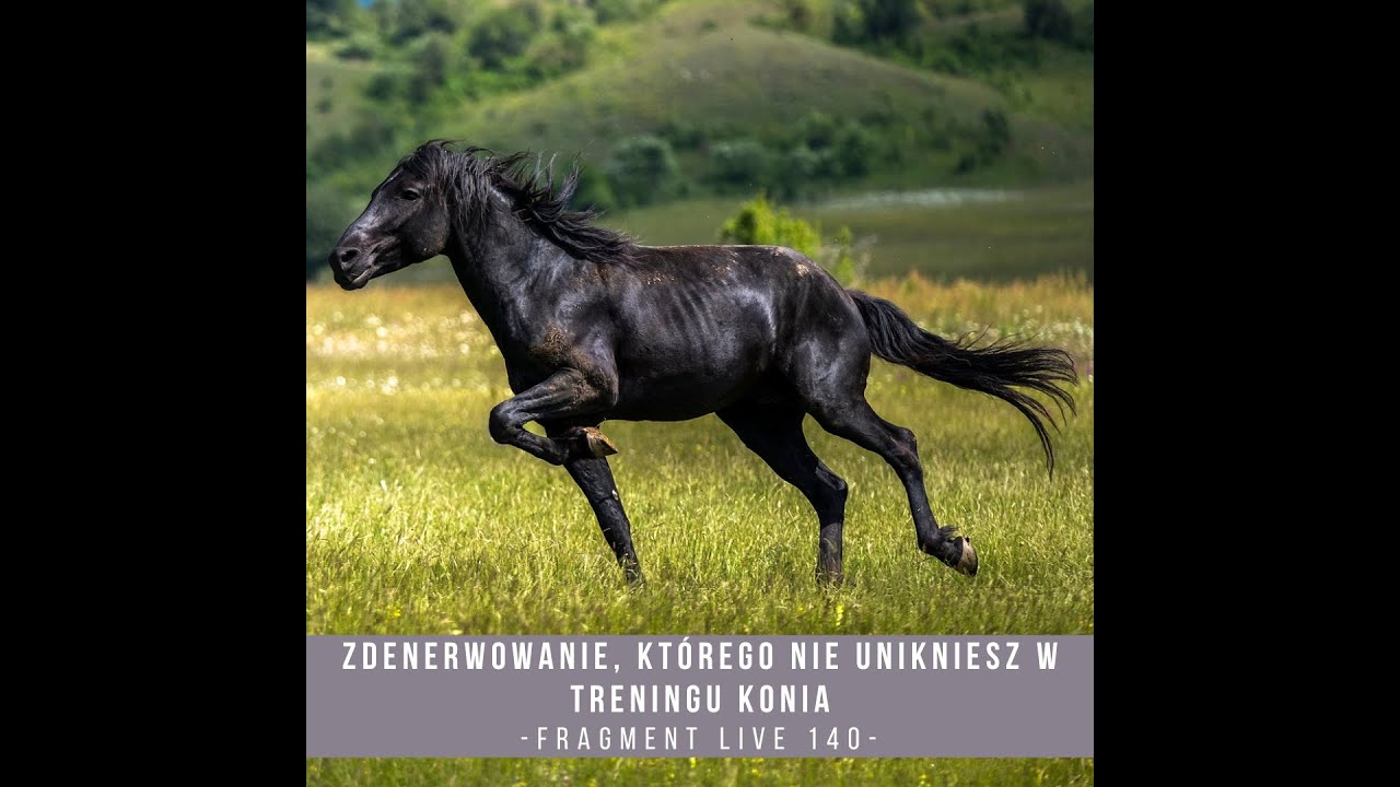 Zdenerwowanie, którego nie unikniesz w treningu konia - fragment live 140