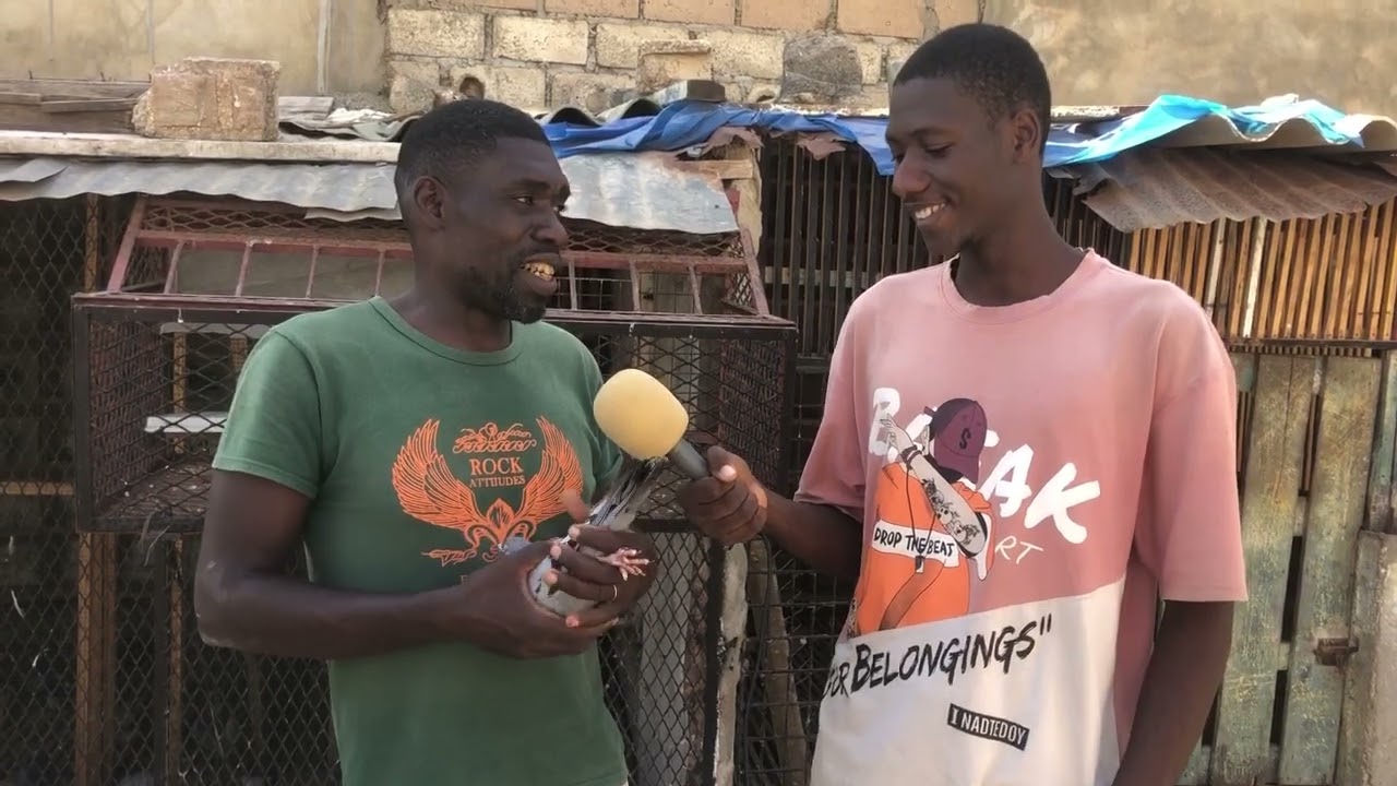 (2ème partie) Rendre visite chez SAMBA GUEYE le président de la FÉDÉRATION COLOMBOPHILE SÉNÉGALAISE