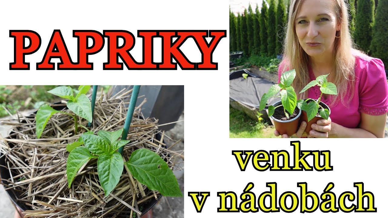 PAPRIKY | PĚSTOVÁNÍ | PAPRIKA venku v nádobách - pěstování paprik - výsev, výsadba, hnojení, sklizeň