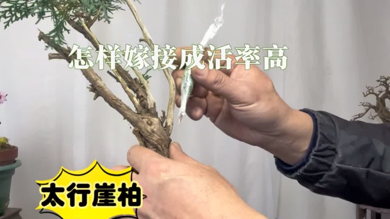 柏树下山桩栽活之后，怎样嫁接成活率高？很实用！赶紧看看 园艺师教你，太行崖柏下山桩嫁接的方法和注意事项。#柏树嫁接 #崖柏下山桩 #松柏盆景 #太行崖柏