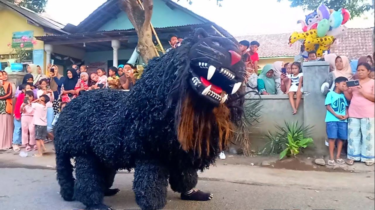 ini Seru!! MACAN BA LAKEK diiringi DRUMBAND ba lakek salto salto & pertarungan sapi sapian ba lakek