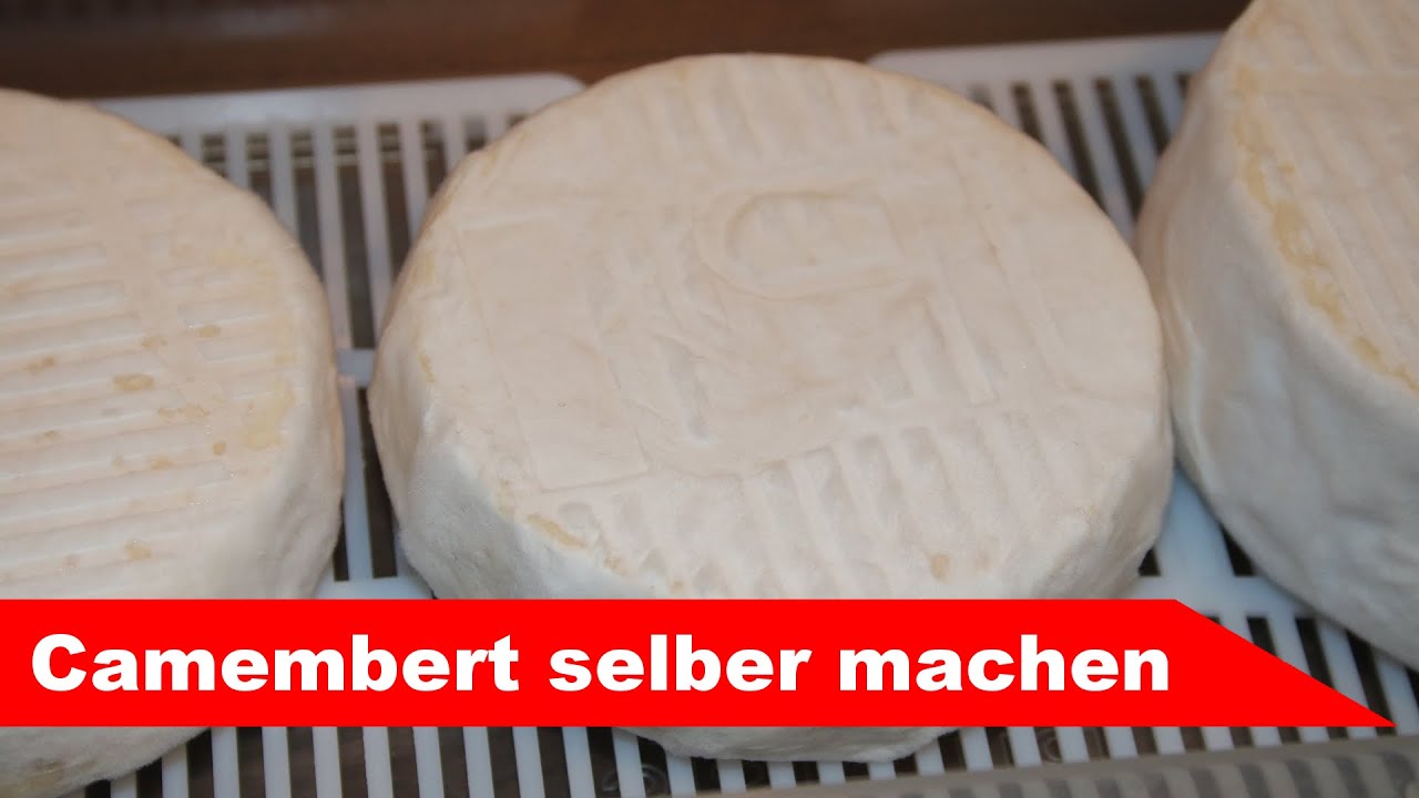 🧀 Camembert selber machen 🧀 einfacher Weißschimmelkäse - Käse selber machen - Alles Käse