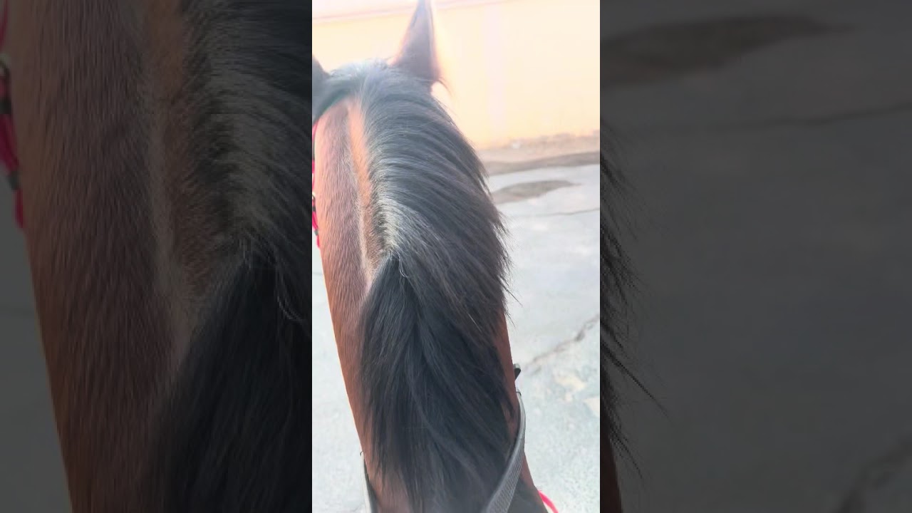 فلوق ١ طلعه رمضانيه صباح وهدوء  👌🐎