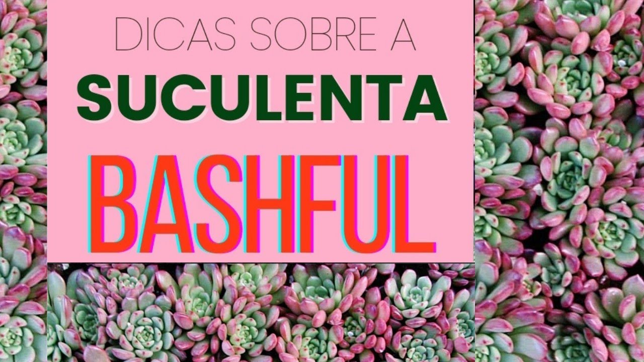 graptoveria bashful ( pink ruby) dicas de cuidados com esta suculenta