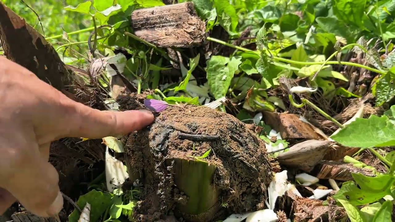 Kerja kerja di kebun 