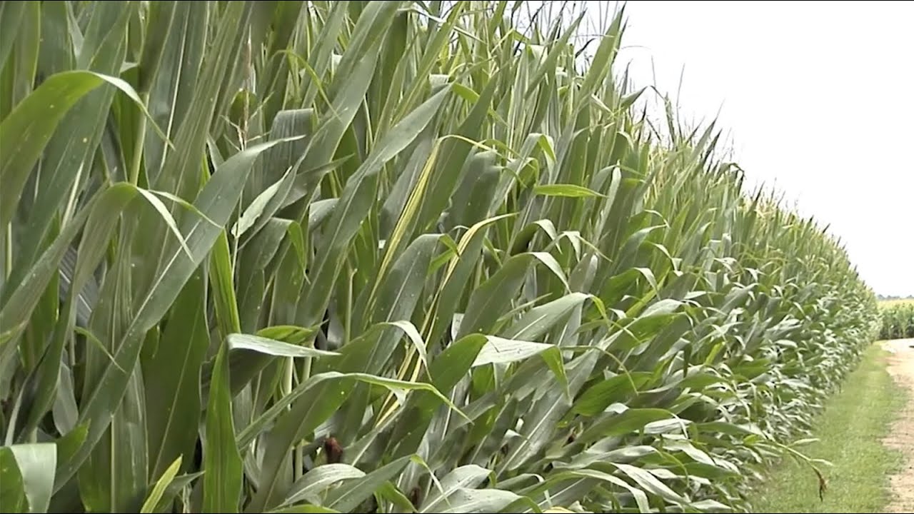 Georgia Corn Comeback? Farmers Prepare for 2025 Amid Rising Costs & Drought Challenges