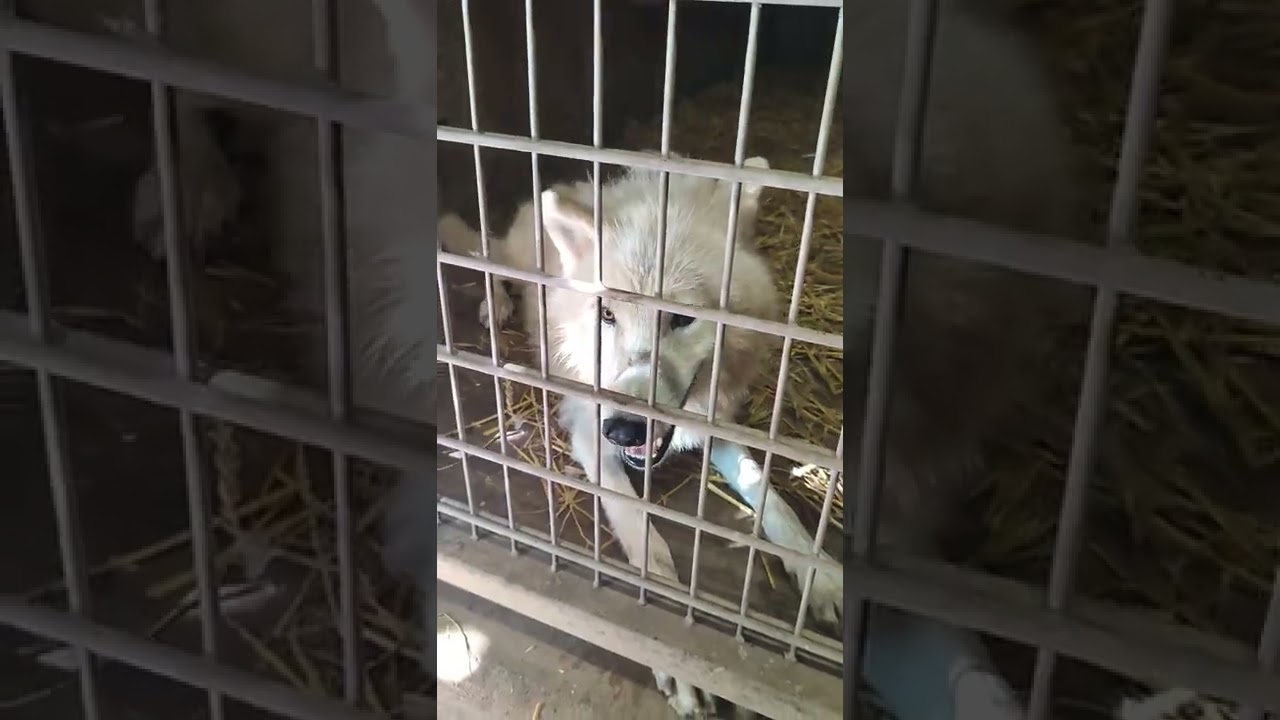 Polar wolf