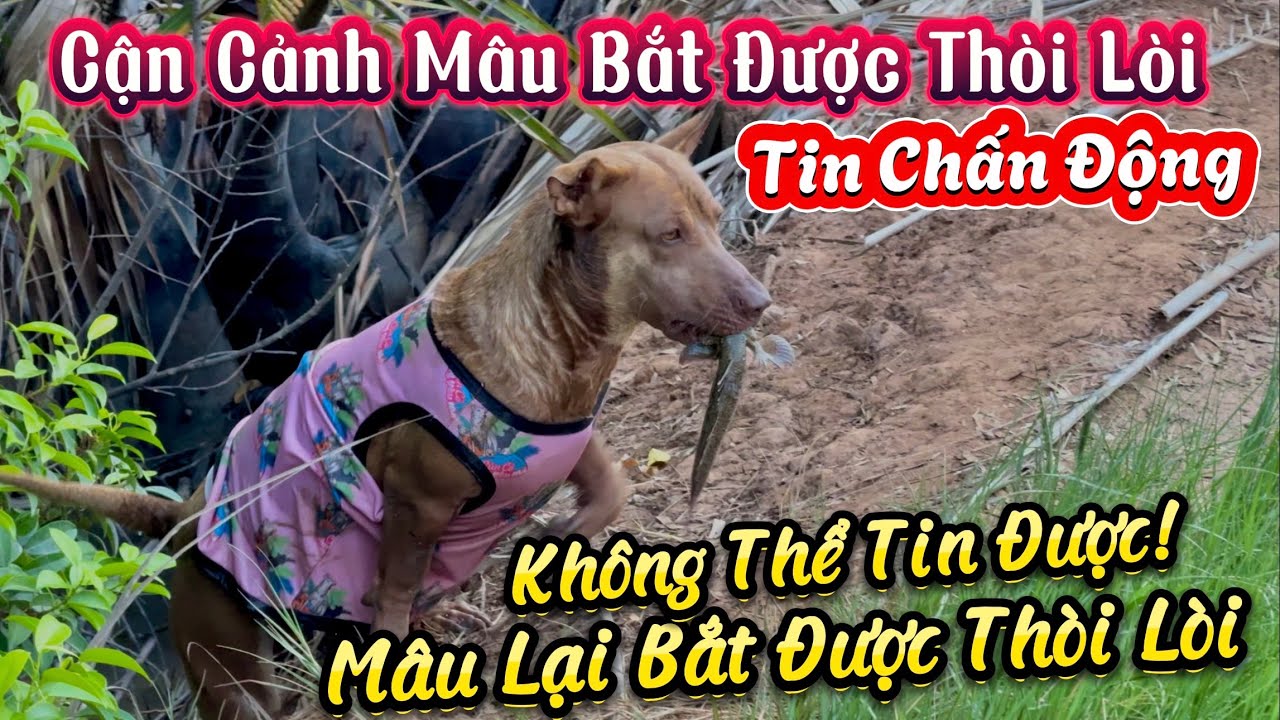 Một Lần Nữa Mâu Báo Đời Đã Làm Được Chuyện Không Thể Ngờ - Cận Cảnh Săn Được Thòi Lòi Của Mâu