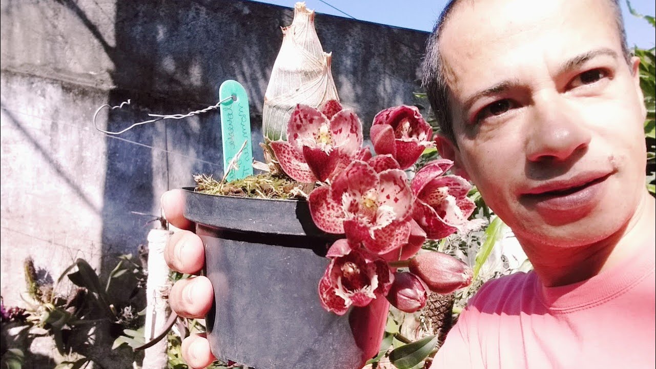 ORQU&Iacute;DEA DE COLE&Ccedil;&Atilde;O - MORMODIA