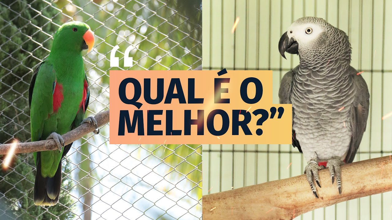 DUELO: ECLETUS VS CONGO