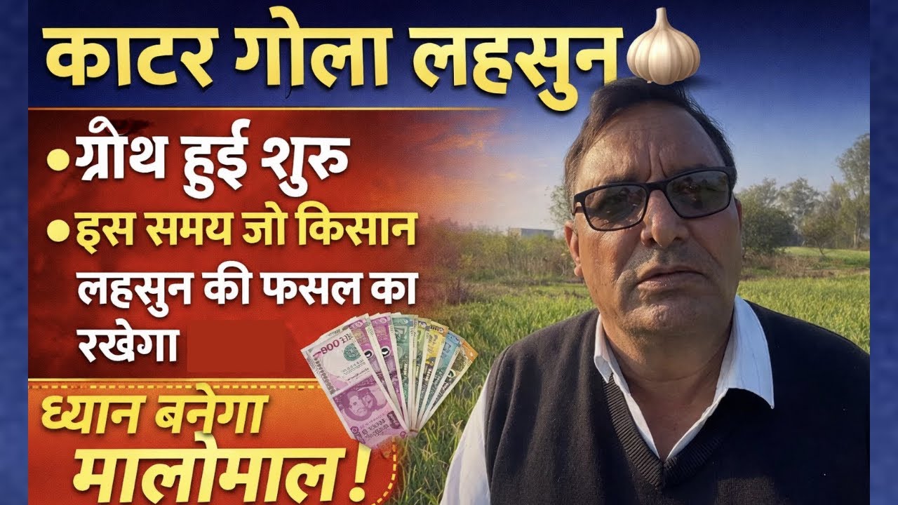 Katar Gola Lahsun🧄|ग्रोथ के समय जरूरी देखभाल क्या करे| Profitable Export Quality Garlic 