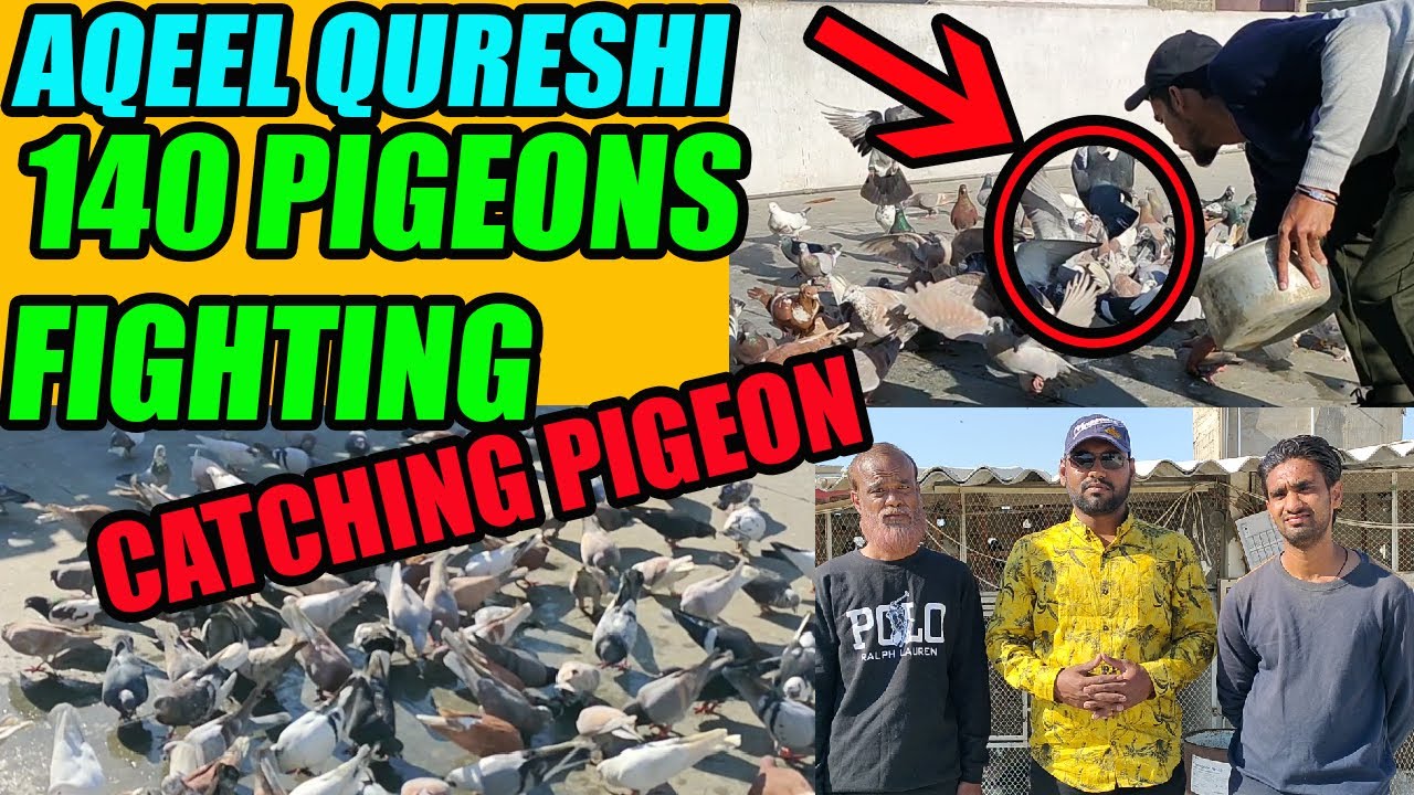 Pigeons Fighting 140 Pigeon Loft | Aqeel Qureshi Late | Catching Pigeon Hunting Capture Tofani Fight