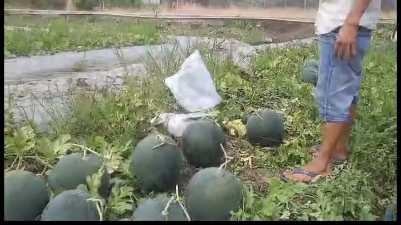 Được lựa dưa tại vườn ,ut nga vui vẽ,