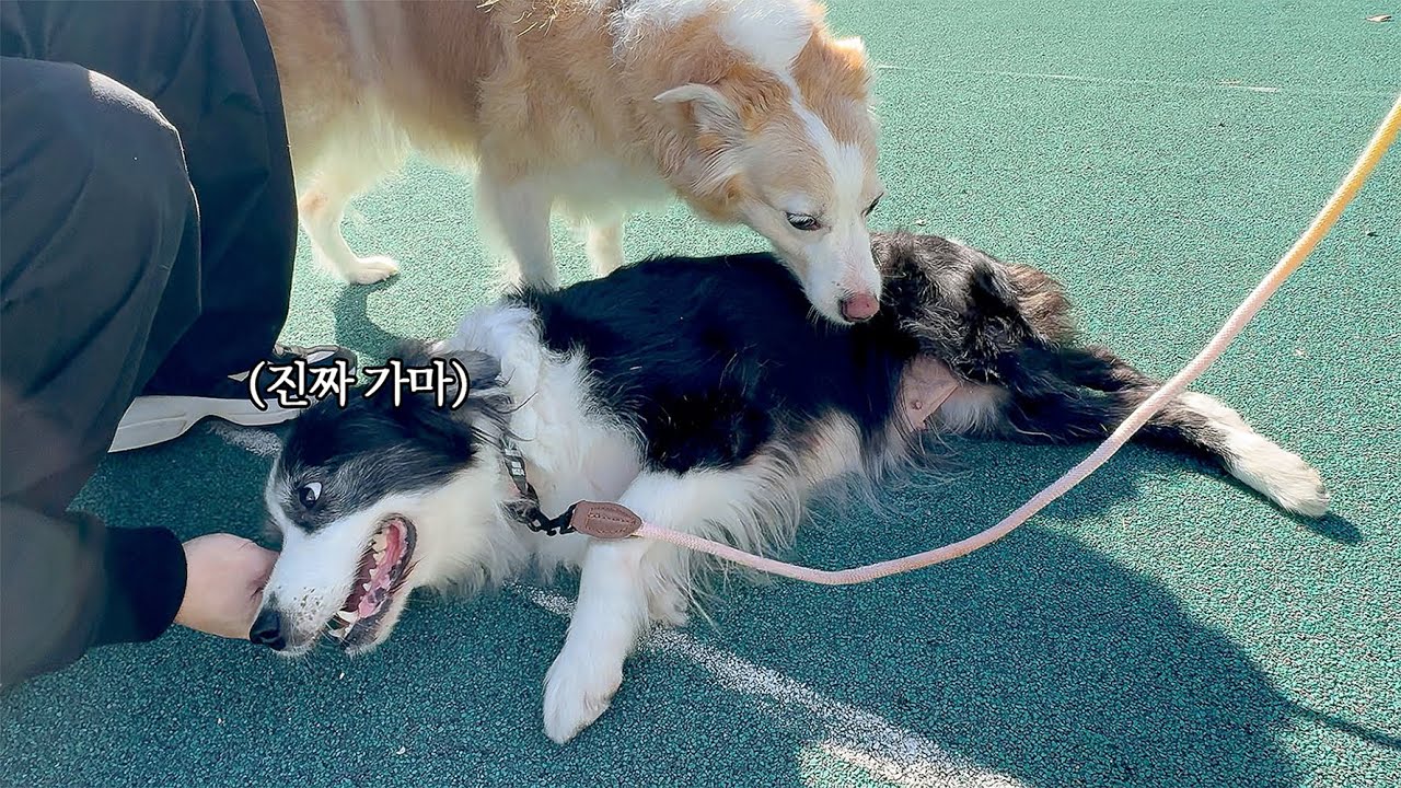 아기 강아지 이후로 6년만에 친엄마를 만난 가을이의 반응..ㅜㅜ (왕감동함)