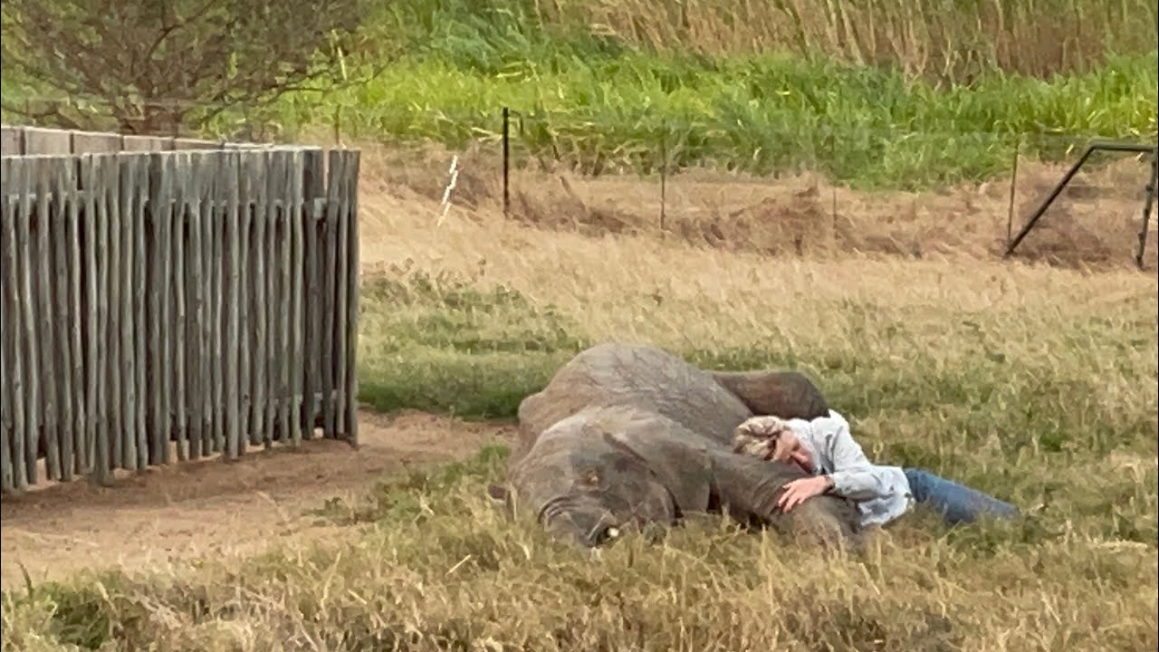 Baby Elephant, Khanyisa & Adine Lie Down in the Grass (Plus A Big Thanks!) ✨