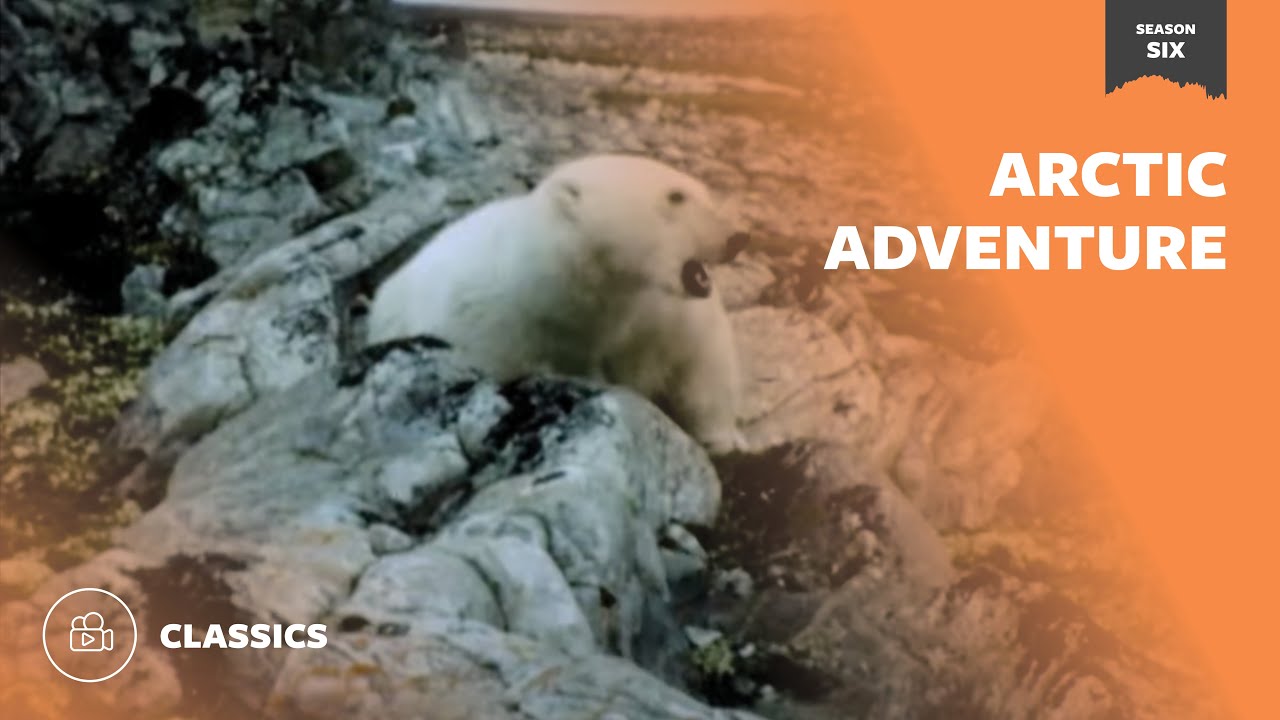 Arctic Adventure | Mutual of Omaha's Wild Kingdom