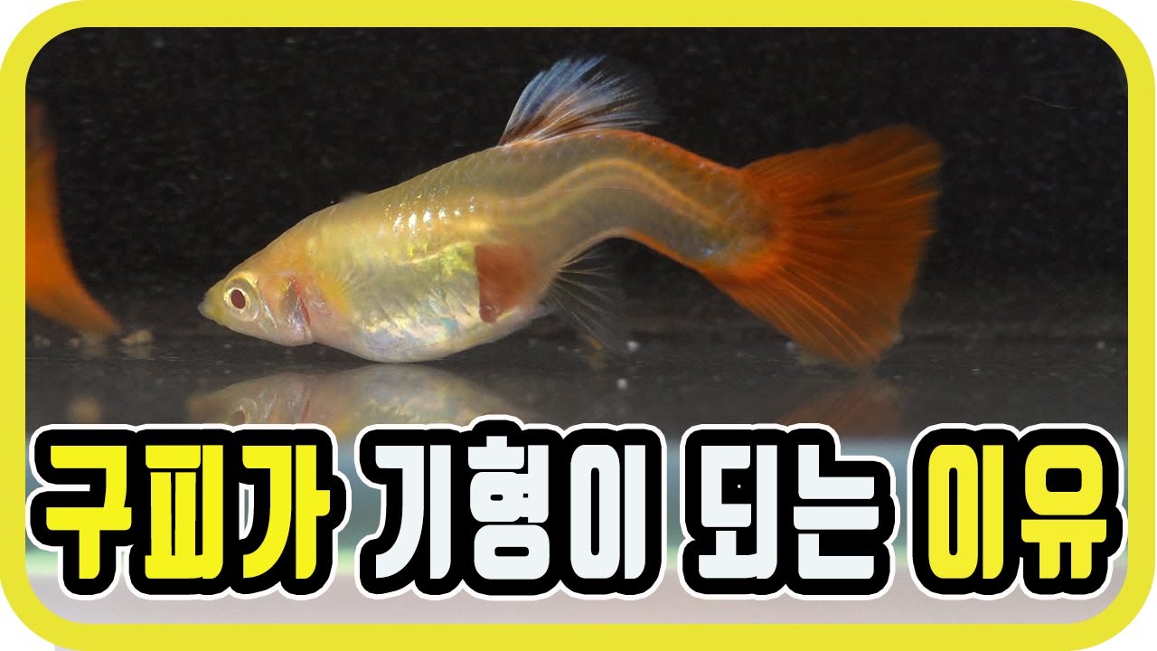 구피 이렇게 키우면 기형이 된다