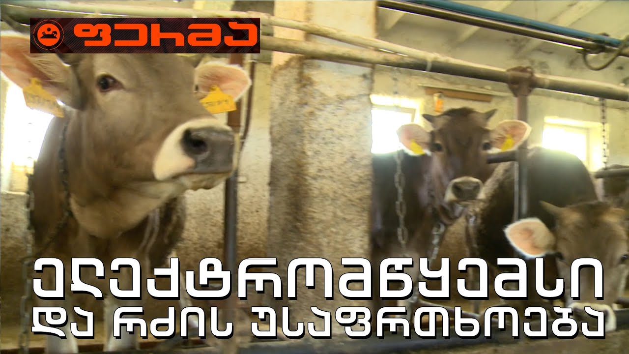 #ფერმა ელექტრომწყემსი, დაცული ჰიგიენა და რძის უსაფრთხოება