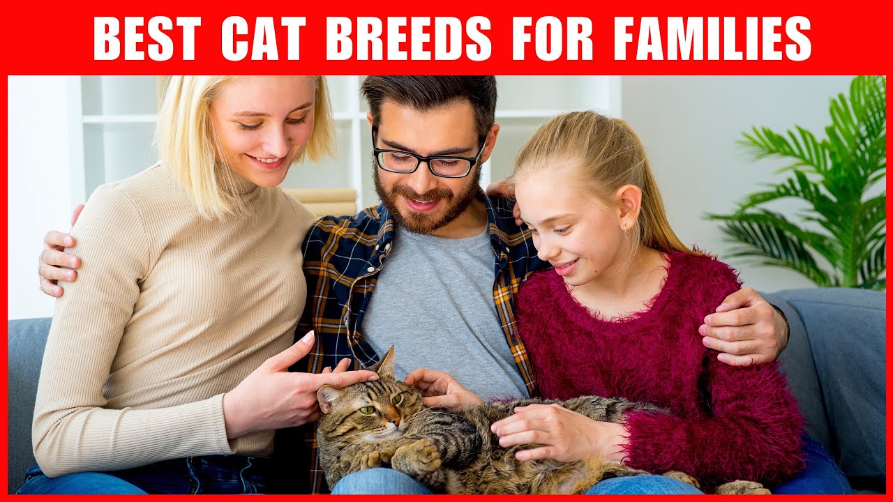 Best Cat Breeds for Families with Children- Find Your Purrfect Match!